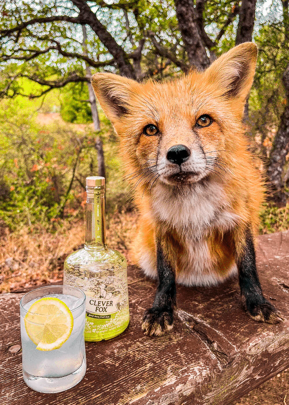 RESCUE A FOX - Cocktail for a Cause Gift Set – Clever Fox Rum